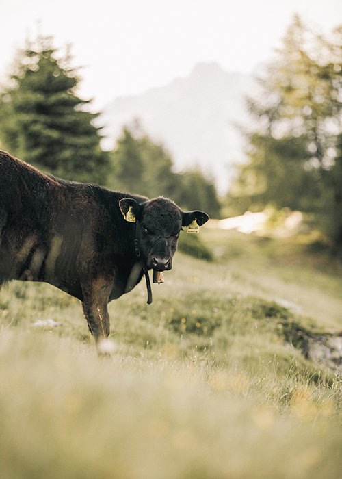 Cattle breeding